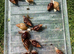 Giant African Snails for sale!