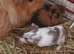 Guinea pig pups