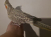 Adult pair of cockatiels for sale