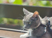 Cat 2 yr female beautiful grey and white