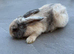 4 girls mix lop