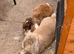 Large Male French Lop - 1 year old, ready for his new home!