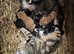 Beautiful kittens