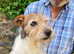 3 Little Jack Russell Puppies for sale