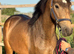 2023 registered dun filly to make 14.2