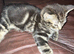 Tabby Boy Kiten