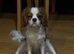 Cavalier King Charles Spaniel - Available for Stud