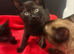 2 Left!! 1/2 Siamese kittens