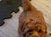 Asian poodle x cavapoo