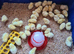 CHICKS ! Pure breed and large fowl selection including sexed females
