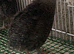 Japanese quails males