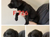 Lovely lab x pointerdor puppies