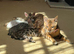 Beautiful tica registered bengal kittens