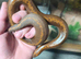 BREEDING PAIR of Stripe Het Anery Adult Kenyan