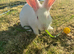 Rabbit for rehoming