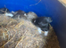 Rabbit kits