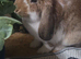 Pure bred French lop giant boy 16 weeks old
