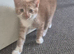 Kittens for sale