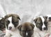 Stunning F1 American Akita x American Bulldog Puppies