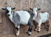 Beautiful Pygmy Wethers Looking for their forever home
