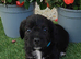 Jackapoo puppies ready to leave