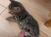 3 kittens available