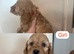 F1 Cockapoo Puppies