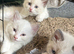 Pet microchipping and services