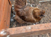 Pair of Silkies