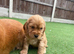Beautiful cocker spaniel pups