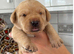 Golden&Yellow Kc registered Labrador Retrievers