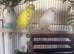 Budgies for sale prices from &pound;25