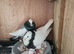 Iranian pigeons