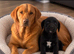Labrador x cocker spaniel