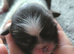 Stunning shihtzu puppies 5 girls £995