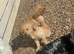Labrador puppies for sale