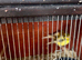 Canaries for sale