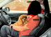 3 year old Cavalier female KC REG HEALTH TESTED
