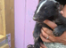 Baby rescue skunk now ready