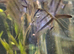 Angel fish