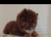 Stunning pomeranian pups