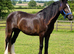 Outstanding 2yrs filly to make 15h plus