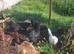 Azeel x Irish Gane birds