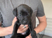 Staffador x Lurcher puppies