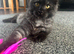 LUNA mainecoon kitten
