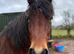 Welsh pb x Arab 4yo Mare