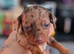 Beautiful tweener Dutchhound puppies