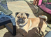 Baily