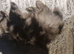 Beautiful fluffy pom-shiz puppies ready in 1 week