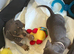 dachshunds puppies